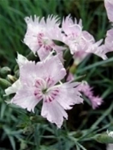 dianthus plumarius