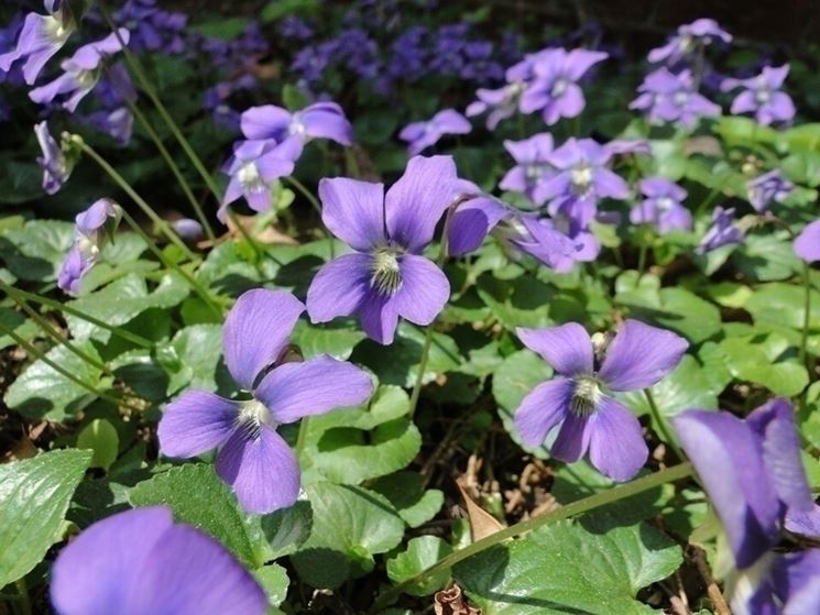 viola sororia