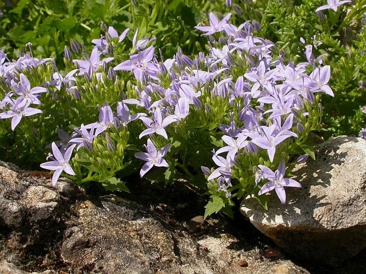 campanula garganica