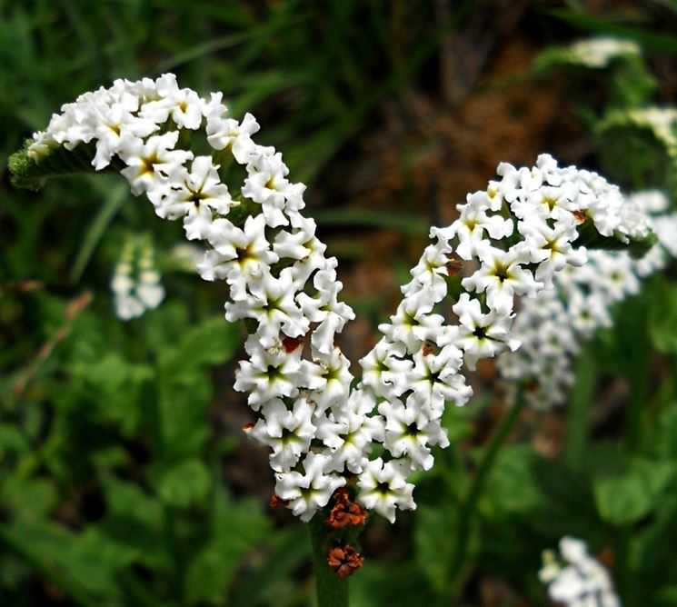 Heliotropium steudneri