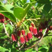 Enkianthus campanulatus