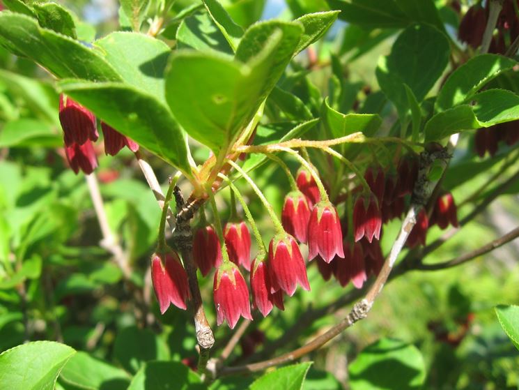 Enkianthus campanulatus