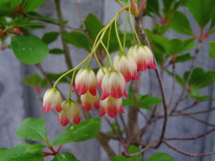 Enkianthus campanulatus lipstick