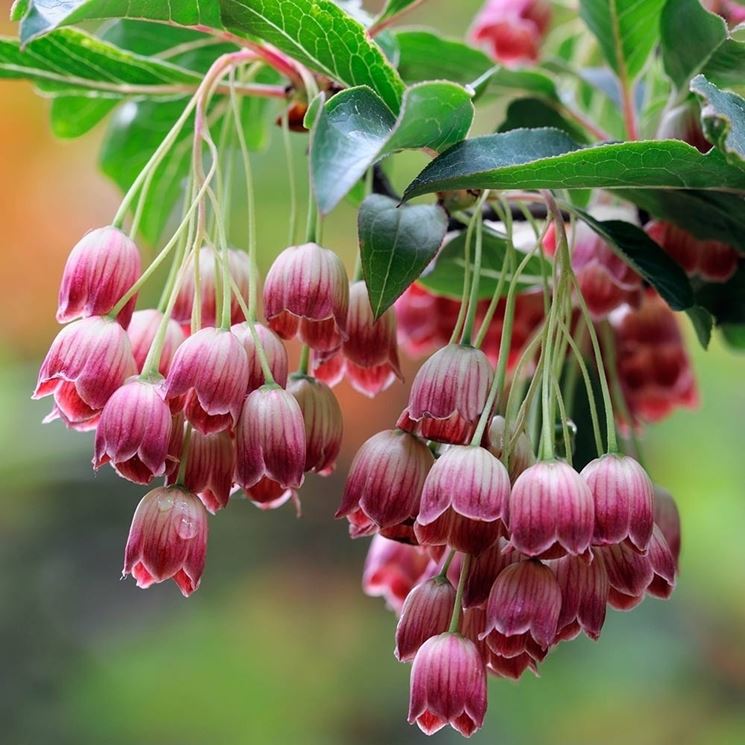 enkianthus red bell