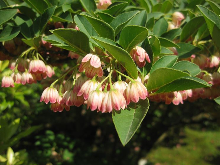 enkianthus