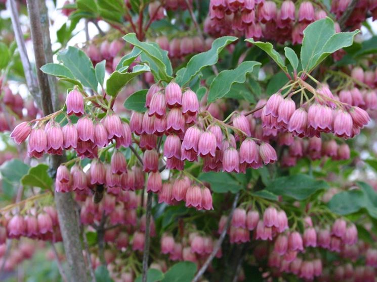 enkianthus