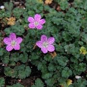 erodium 