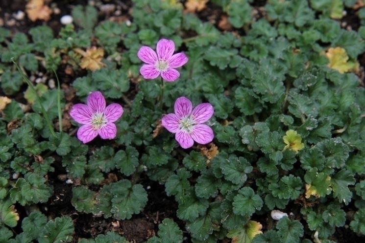 erodium 