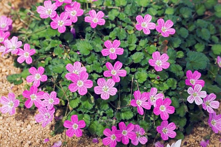 erodium 