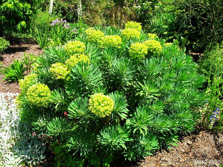 euphorbia