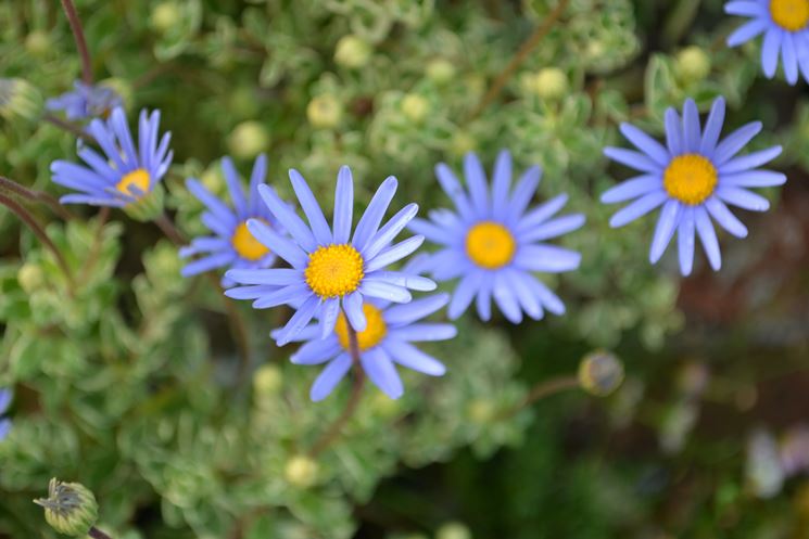 fiori azzurri