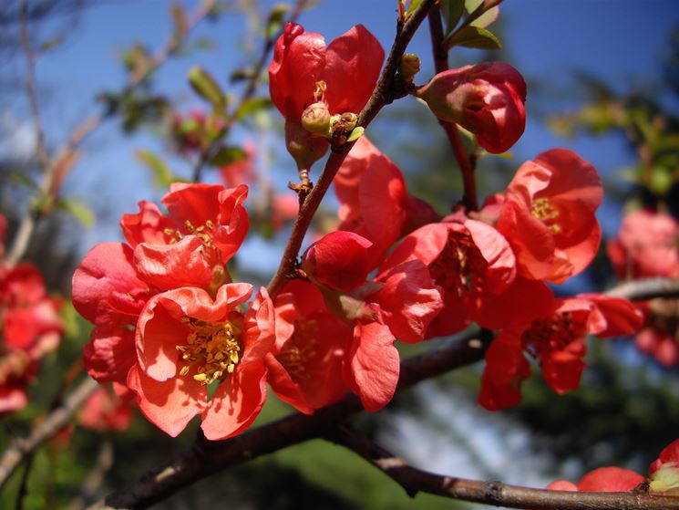 fiori chaenomeles