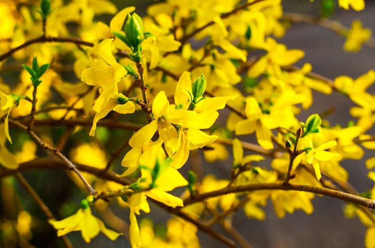 fiori di forsizia