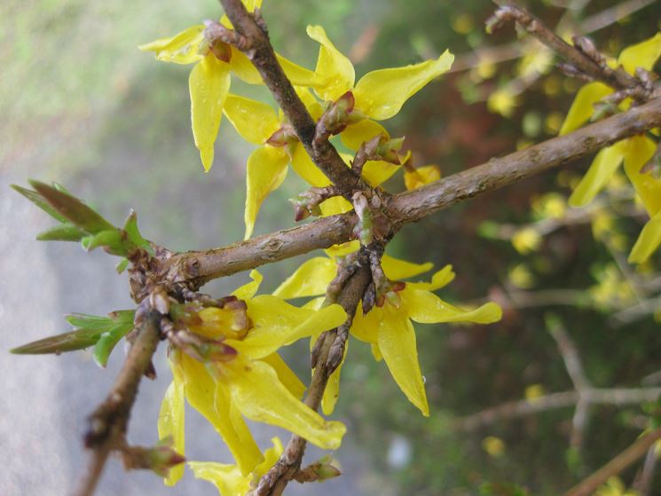 forsythia ovata