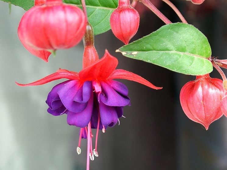 fucsia