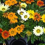 gazania