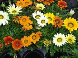 gazania