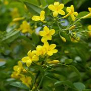 Jasminum nudiflorum 