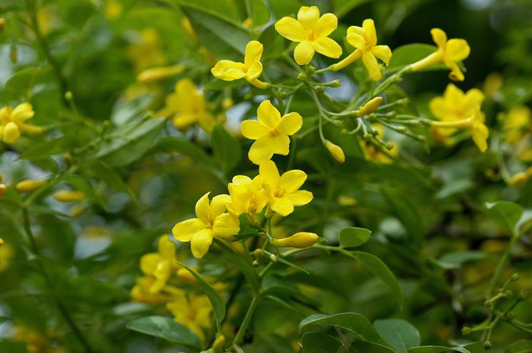 Jasminum nudiflorum 