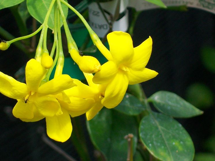 Jasminum humile revolutum