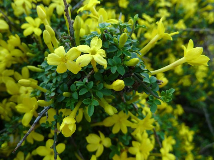 Jasminum nudiflorum 