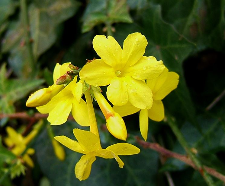 Jasminum nudiflorum 