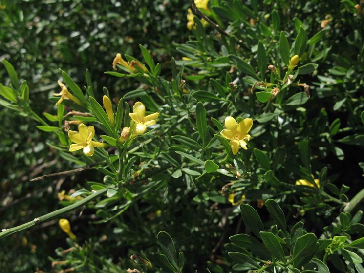 Jasminum fruticans