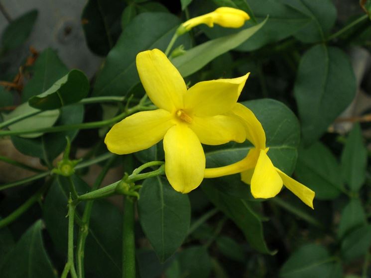 Jasminum odoratissimum