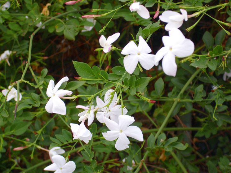 Gelsomino officinale