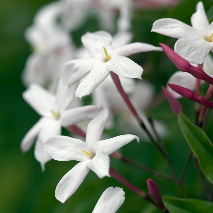 Gelsomino officinale