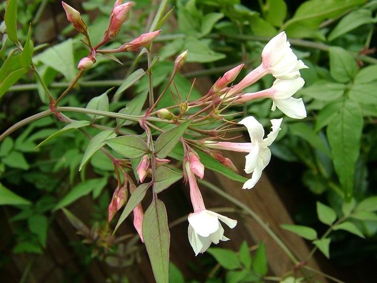 Gelsomino officinale