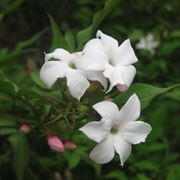 jasminum officinale