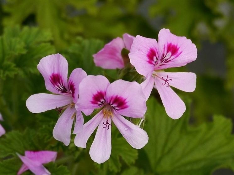 Pelargonium vitifolium