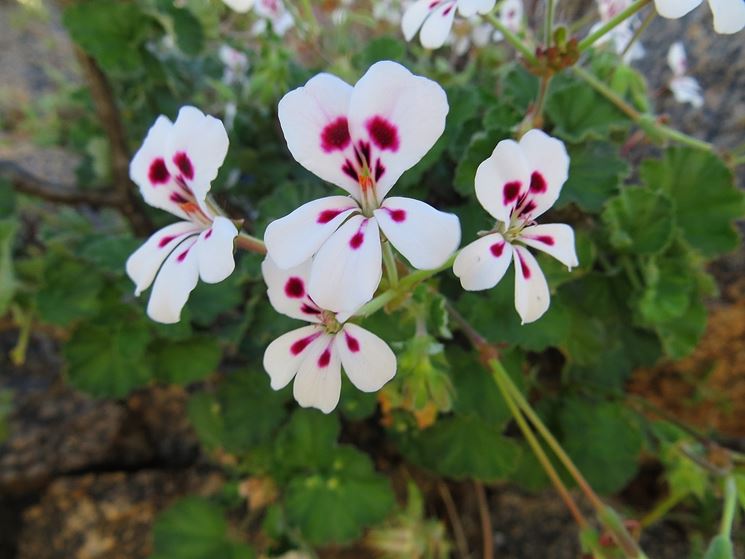 Pelargonium echinatum