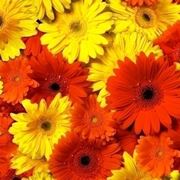 Gerbera  