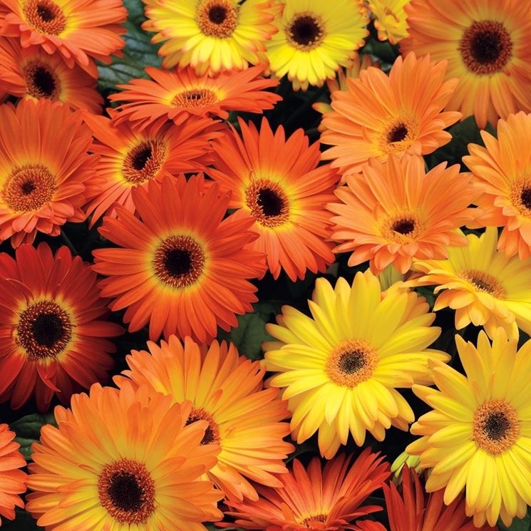 fiori gerbera