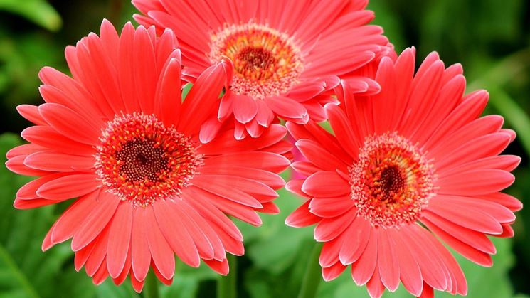 gerbera