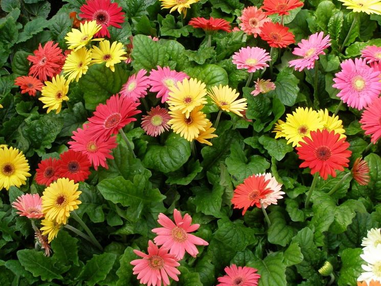 fiori di gerbera