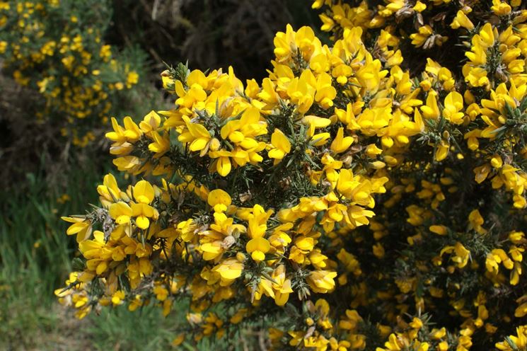 ulex