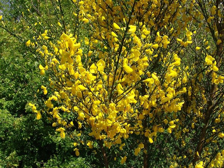 cytisus