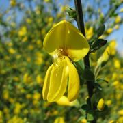 ginestra fiore