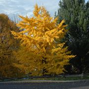 Ginkgo biloba