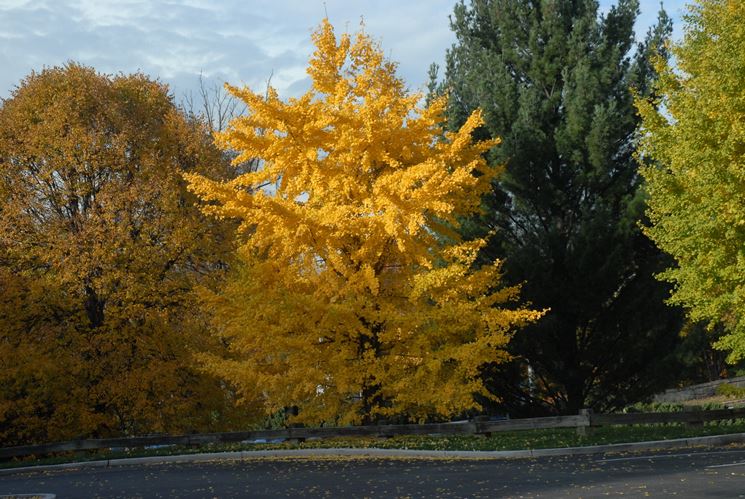 Ginkgo biloba