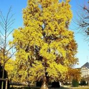 ginkgo biloba albero