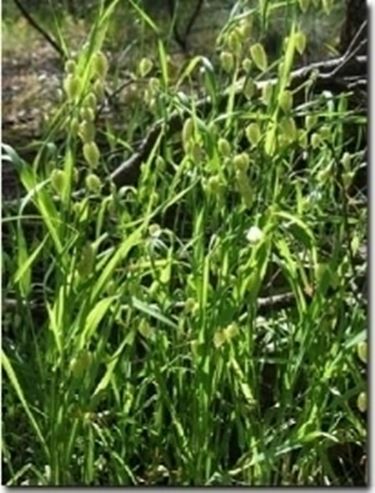briza maxima