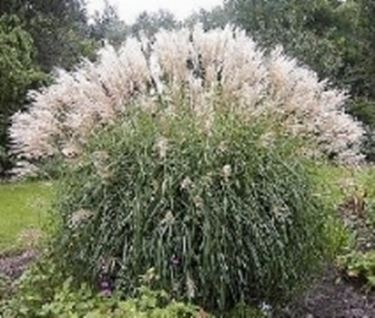 miscanthus