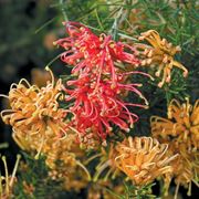 grevillea