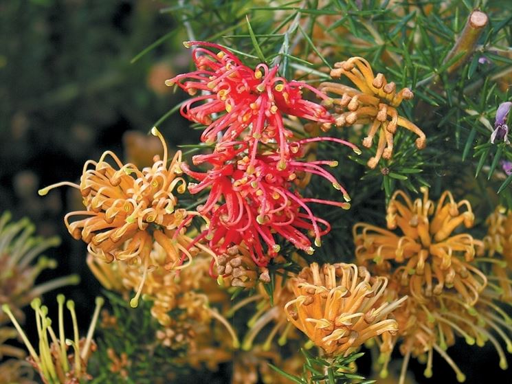 grevillea