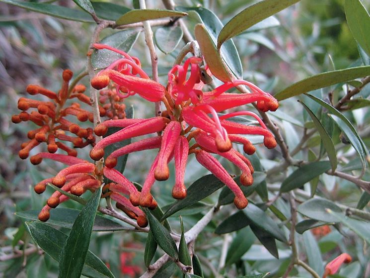 grevillea