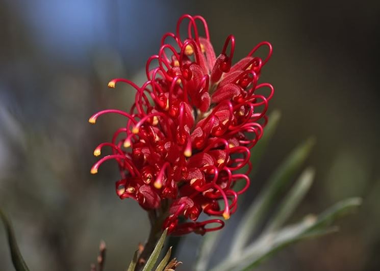 grevillea